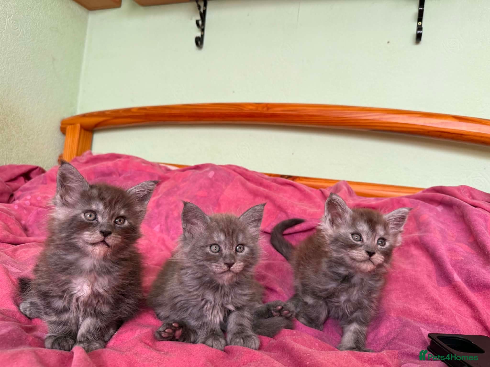 Maine Coon cats GCCF – Maine Coon kittens - Advert 2