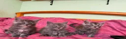 Maine Coon cats for sale: GCCF – Maine Coon kittens - Advert 2