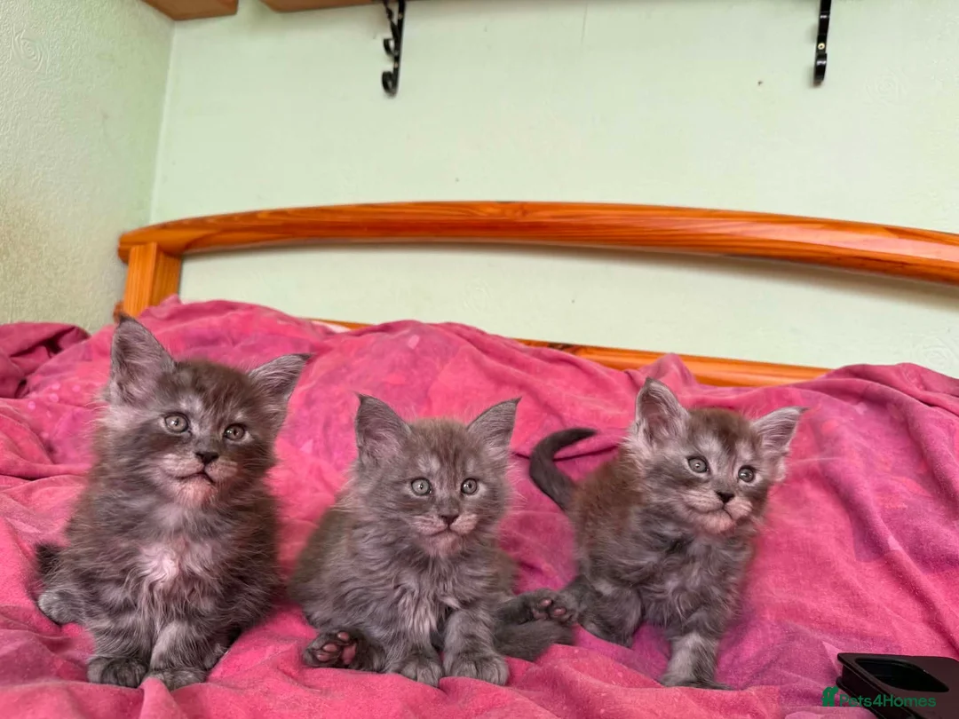 Maine Coon cats for sale: GCCF – Maine Coon kittens - Advert 2