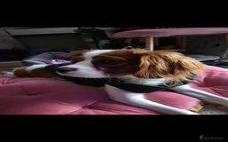 Cavalier King Charles Spaniel dogs for sale: Amazing boy looking for his forever home  - Advert 1