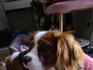 Cavalier King Charles Spaniel dogs Amazing boy looking for his forever home - Advert 5