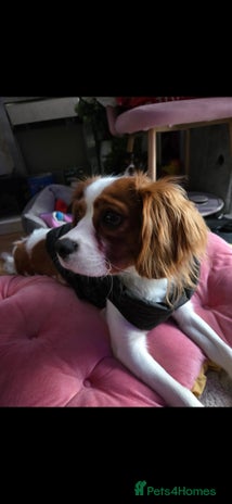 Cavalier King Charles Spaniel dogs Amazing boy looking for his forever home - Advert 2