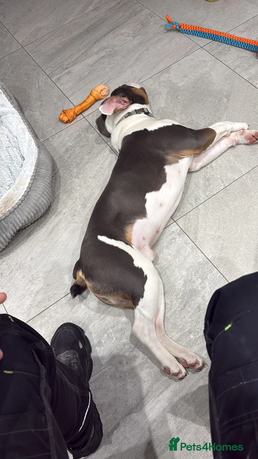 Mixed Breed dogs for sale: Remmie  - Advert 4