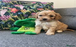 Cavapoo dogs for sale: Wonderful beautiful f1 champagne cavapoo babies  - Image 19