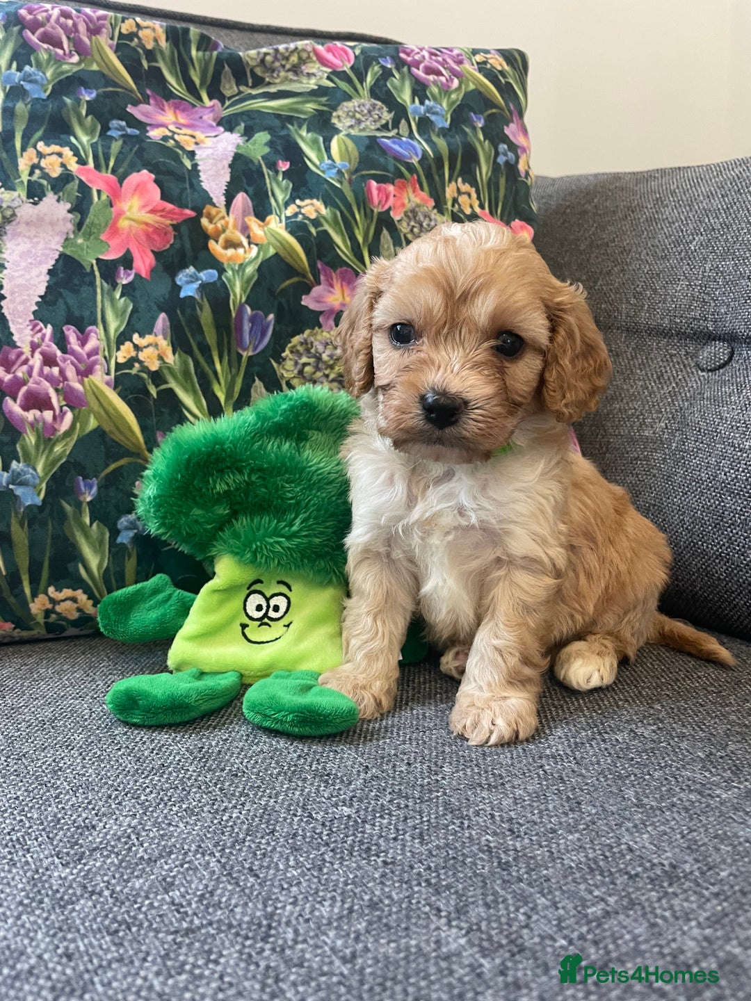 Cavapoo dogs for sale: Wonderful beautiful f1 champagne cavapoo babies  - Image 19