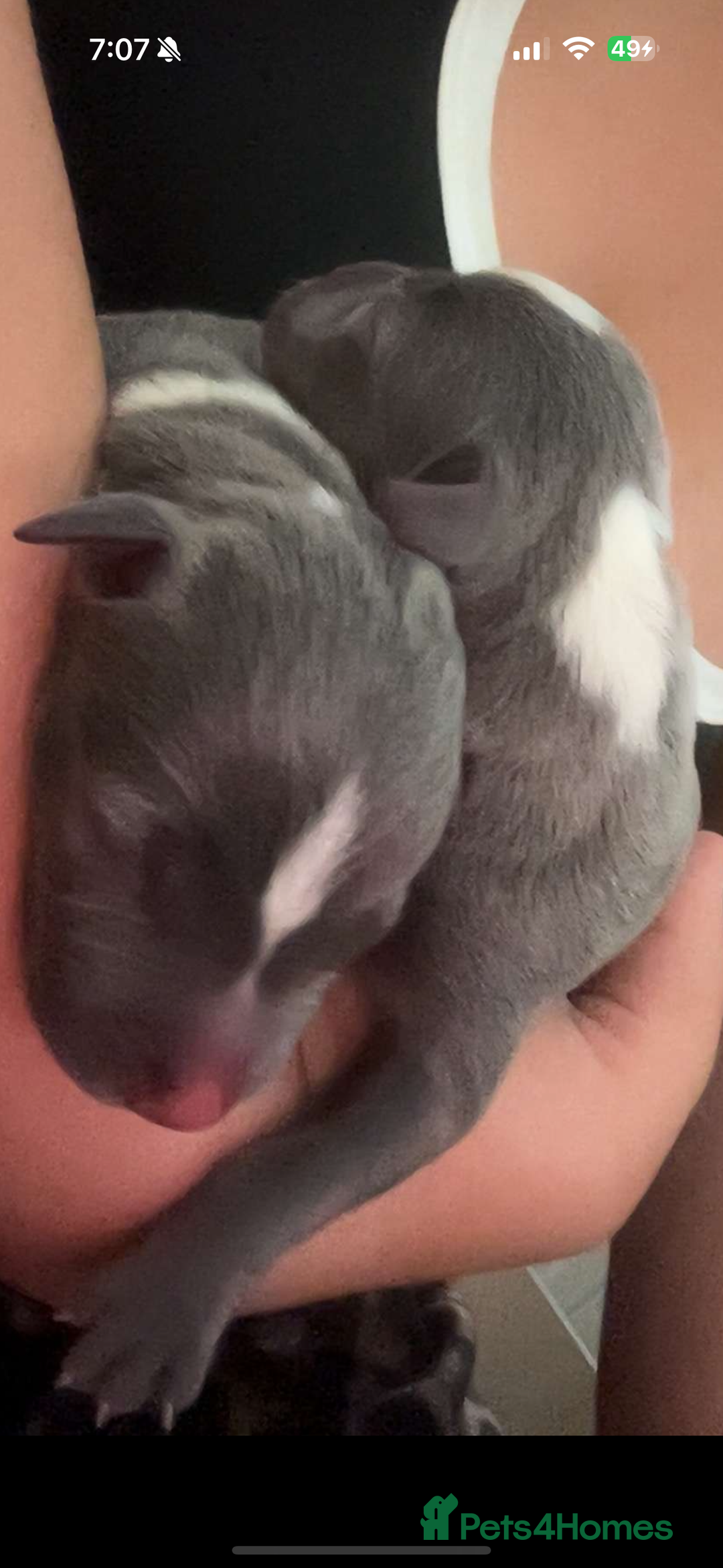 Staffordshire Bull Terrier dogs for sale: Blue staff puppies for sale  - Image 8