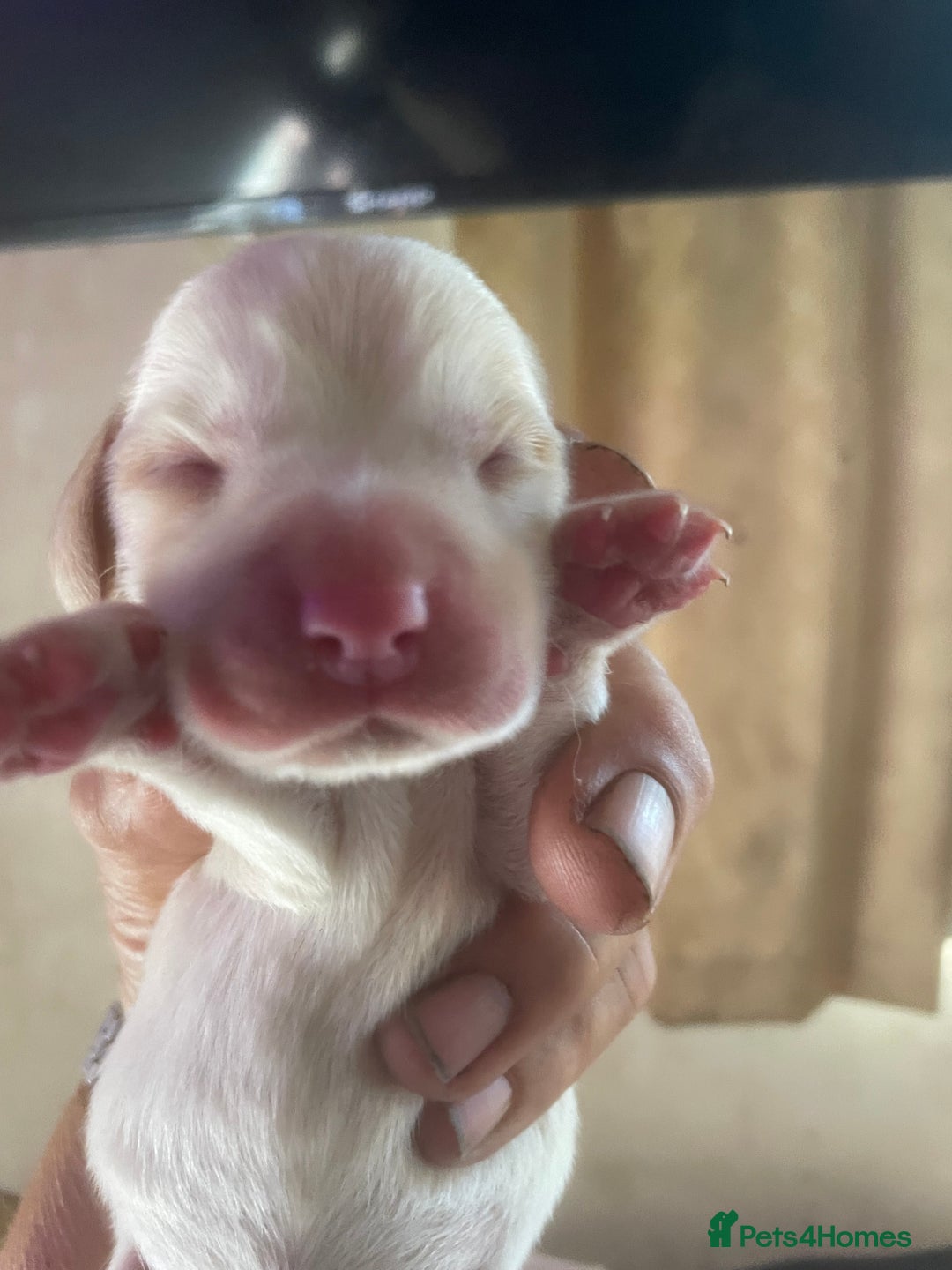 Beagle dogs for sale: Beautiful beagle boys kc reg ready 19 sept  - Image 10