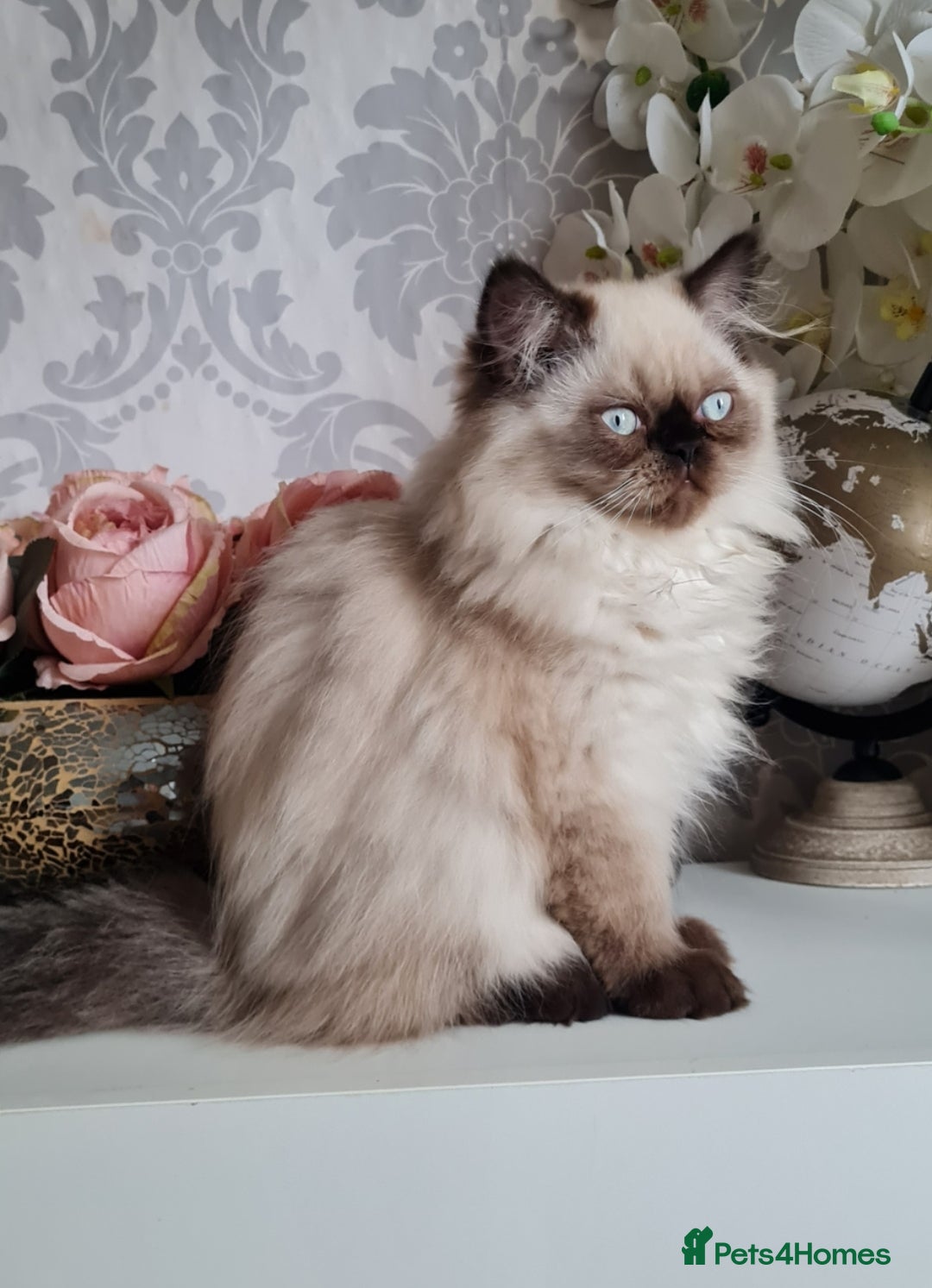 Persian cats for sale: Himalayen persian kittens last boy ready now - Image 9