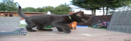 Mixed Breed cats for sale: Black kittens with brown stripes - Advert 9