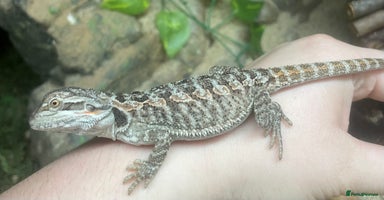 Bearded Dragon reptiles - Advert 6