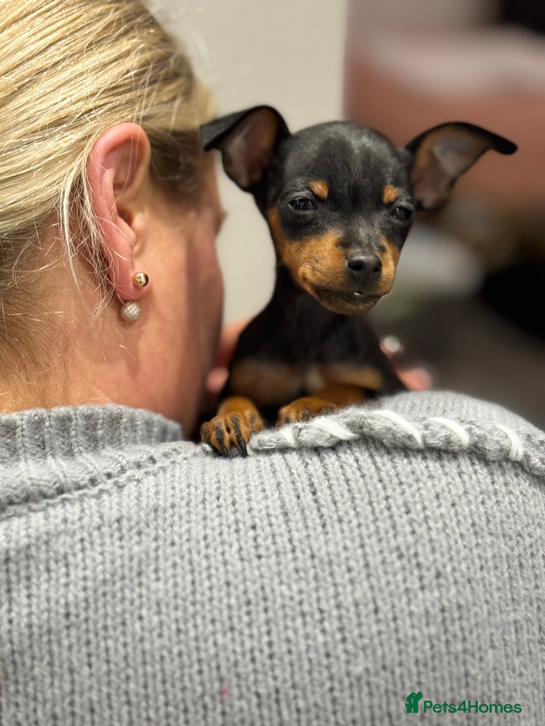 Miniature Pinscher dogs for sale: Not KC Reg Miniature Pincher Girl - Image 22