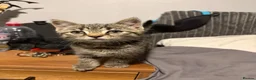British Shorthair cats for sale: 1 female British shorthair kitten in Benfleet - Advert 3