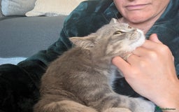 British Shorthair cats for sale: 🐾 charming pure British shorthair kittens 🐾 - Image 3