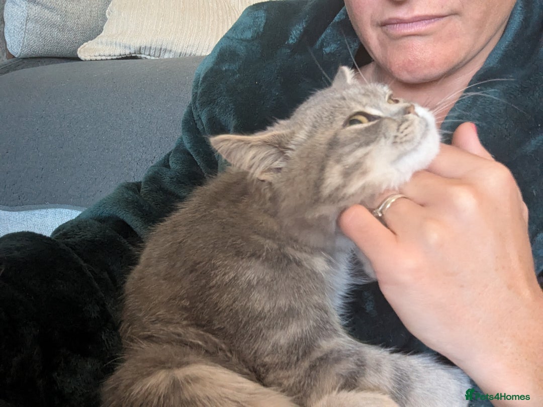 British Shorthair cats for sale: 🐾 charming pure British shorthair kittens 🐾 - Image 3