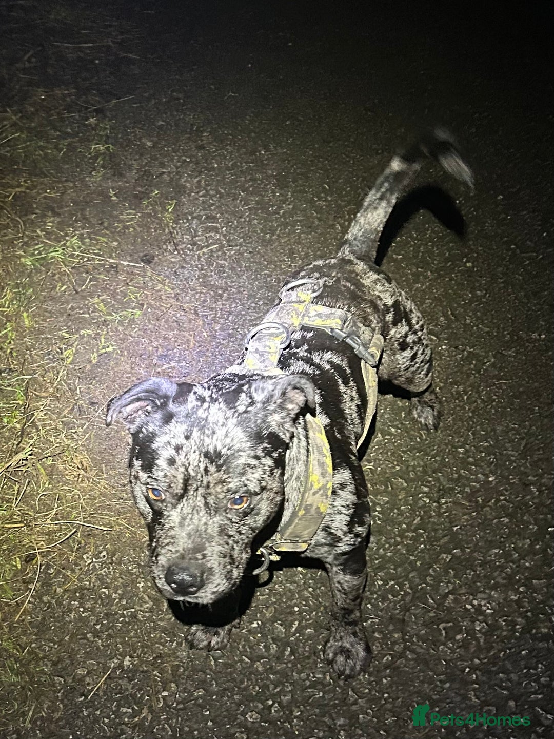 Staffordshire Bull Terrier dogs for stud: Merl Staffies  - Advert 1