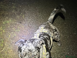 Staffordshire Bull Terrier dogs Merl Staffies - Advert 1