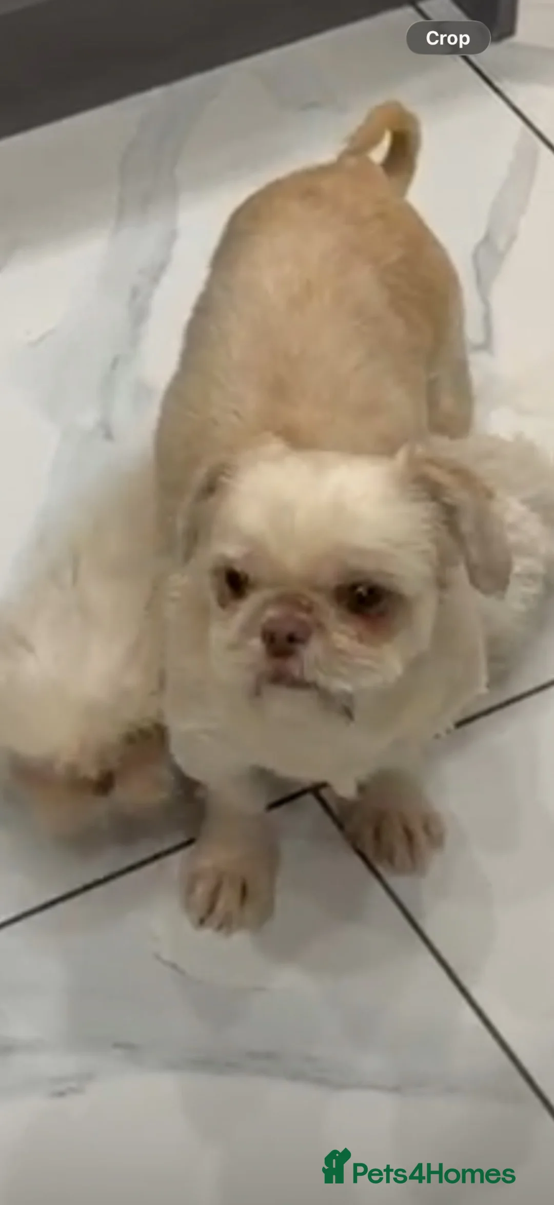 Shih Tzu dogs for sale: Beautiful lavender shihtzu with rare liver nose  - Advert 3