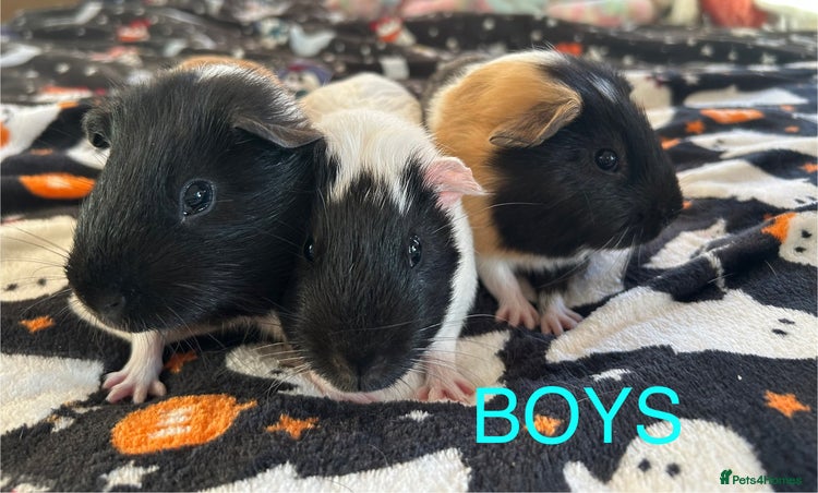 Guinea Pig rodents - Advert 14