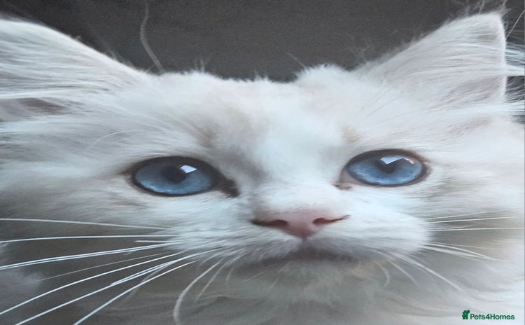 Ragdoll cats - Advert 14