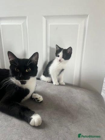 Mixed Breed cats - Advert 1