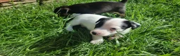 Jack Russell dogs for sale: Jack russel puppies one boy left - Advert 28