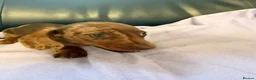 Dachshund dogs for sale: Dachshund puppies - Advert 7