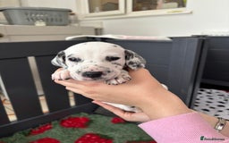 Dalmatian dogs for sale: 8 Gorgeous Dalmatian Puppies - Image 17