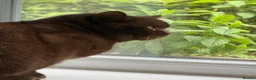 British Shorthair cats for sale: Chocolate Male BSH Neutered - Advert 9