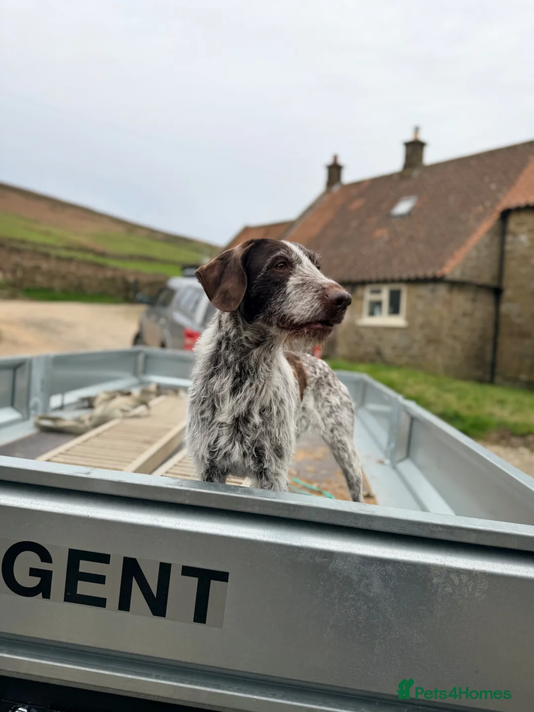 German Wirehaired Pointer dogs for sale: Family dog  - Advert 2