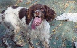 English Setter dogs for adoption: Vito  - Image 15