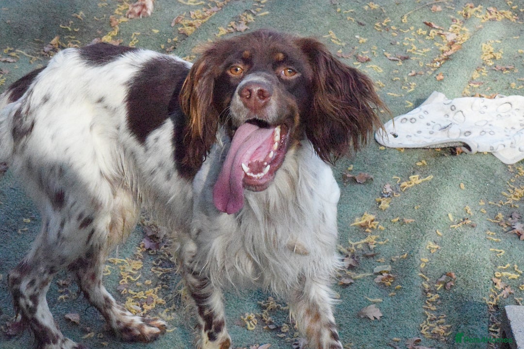 English Setter dogs for adoption: Vito  - Image 15
