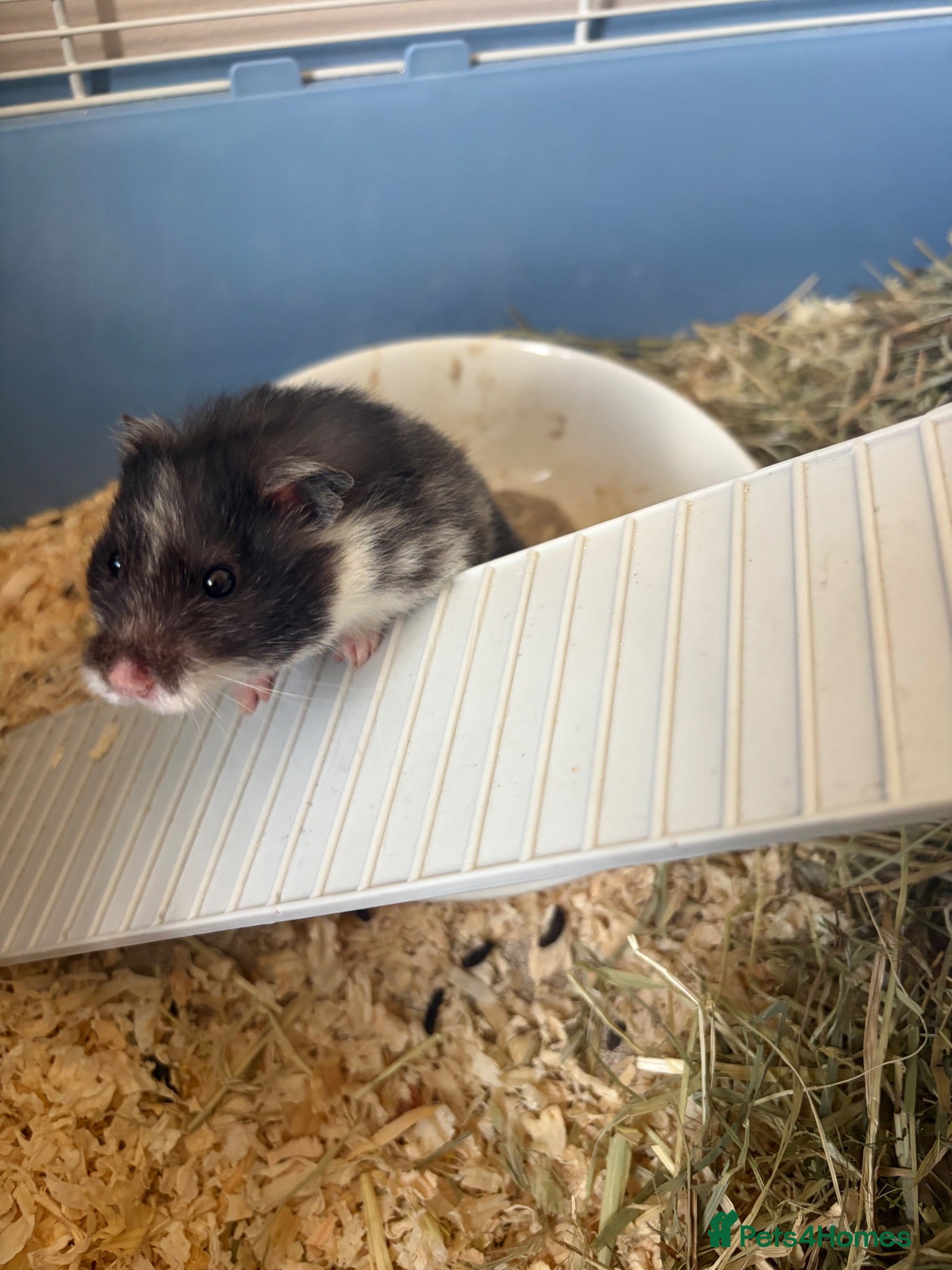 Hamster rodents 🫶🐹 Milly 🐹🫶 - Advert 1