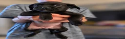 Labrador Retriever dogs for sale: Labrador Retrievers Ready Now  - Advert 15
