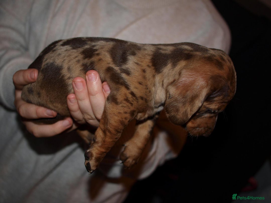 Dachshund dogs for sale: 3 male 2 female dashound puppies ready to go. - Image 19