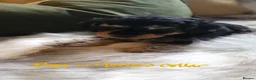 Toy Poodle dogs for sale: Tiny Toy Poodle puppies both parents health tested - Advert 4