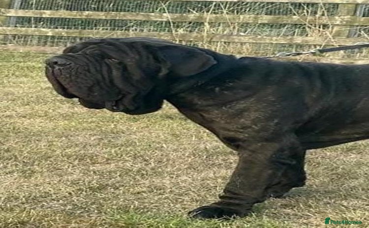 Neapolitan Mastiff dogs - Advert 1