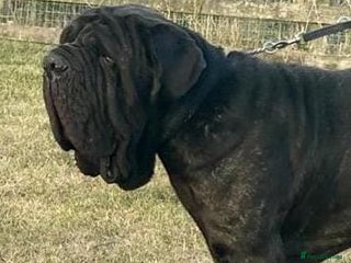 Neapolitan Mastiff dogs - Advert 26