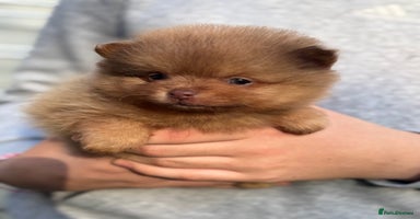 Pomeranian dogs - Advert 14