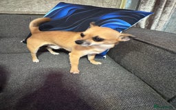 Chiweenie dogs for sale: dachund cross chihuahua puppies - Image 6