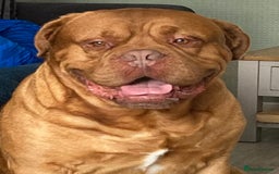 Dogue De Bordeaux dogs for sale: Beautiful chunky ddb puppies  - Image 6