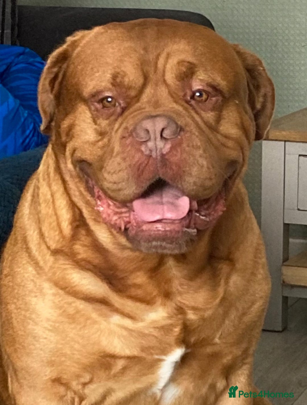 Dogue De Bordeaux dogs for sale: Beautiful chunky ddb puppies  - Image 6