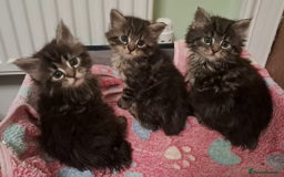 Mixed Breed cats for sale: Maine Coon cross Norwegian kittens - Image 1