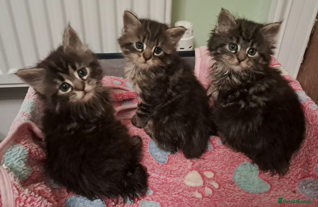 Mixed Breed cats for sale: Maine Coon cross Norwegian kittens - Image 1