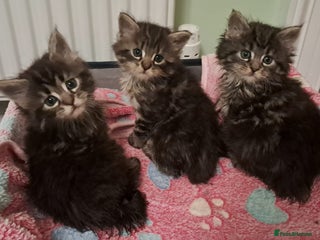 Mixed Breed cats - Advert 35