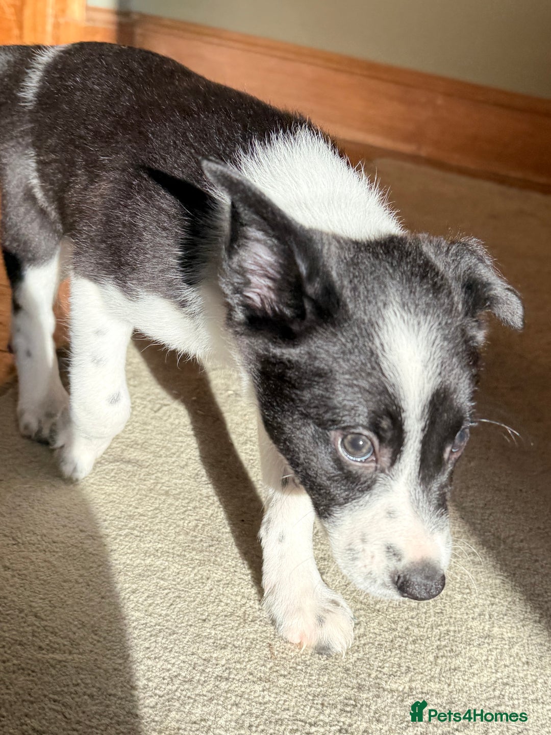 Mixed Breed dogs for sale: Border Collie Cross Pups - Image 5