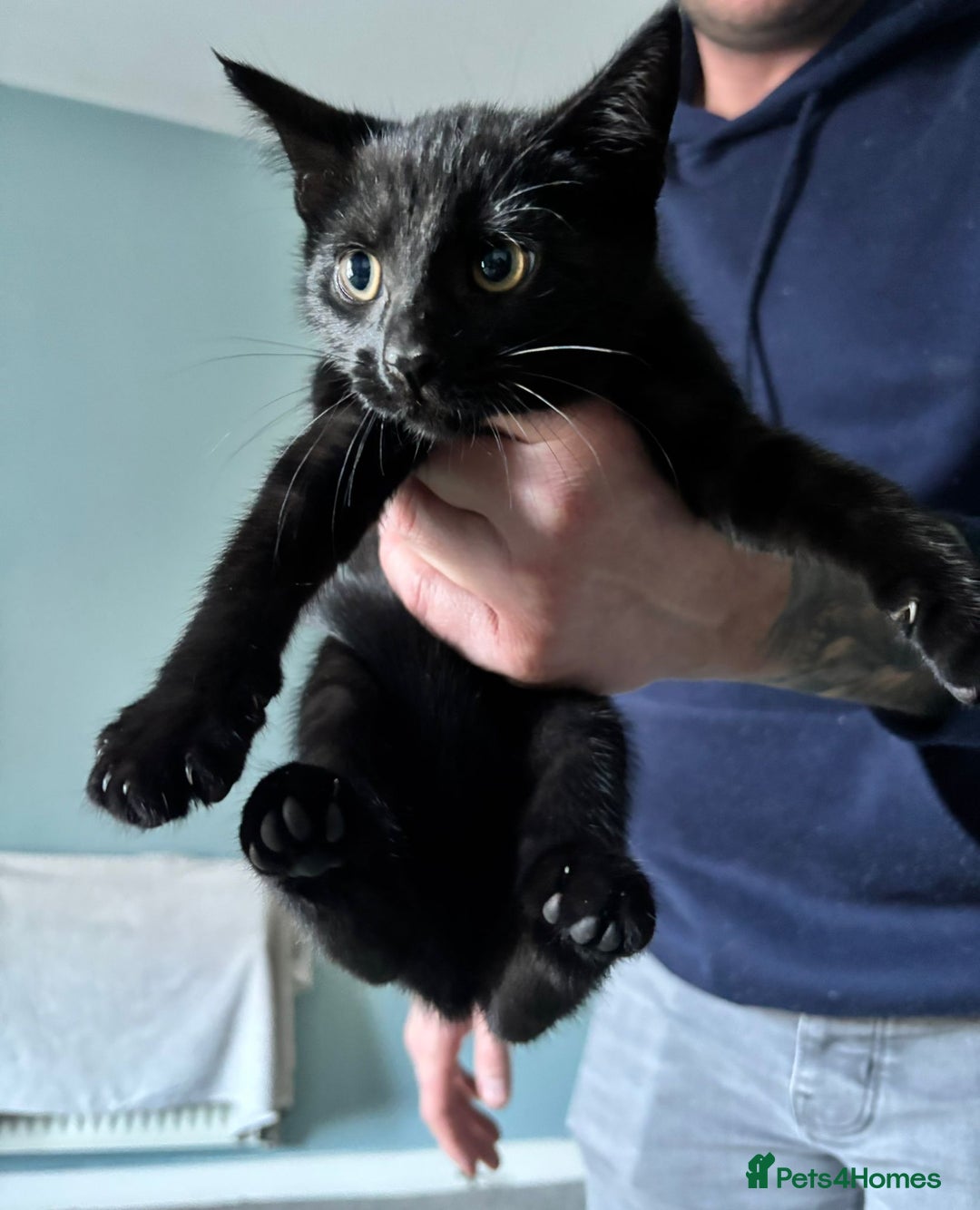 British Shorthair cats for sale: British shorthair kittens 10 weeks - 2 remaining  - Advert 2