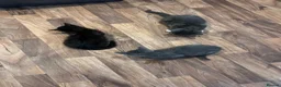 Mixed Breed cats for sale:     Beautiful Kittens Ready To Leave  - Advert 10