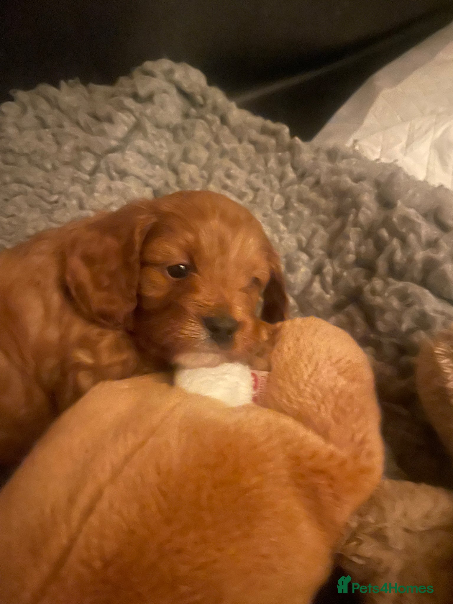 Cavapoo dogs Cavapoooo f1  - Advert 1