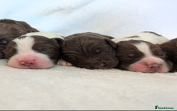 Sprocker dogs for sale: 🐶✨ F2 Sprocker Puppies – Growing Beautifully! ✨🐶 - Image 2