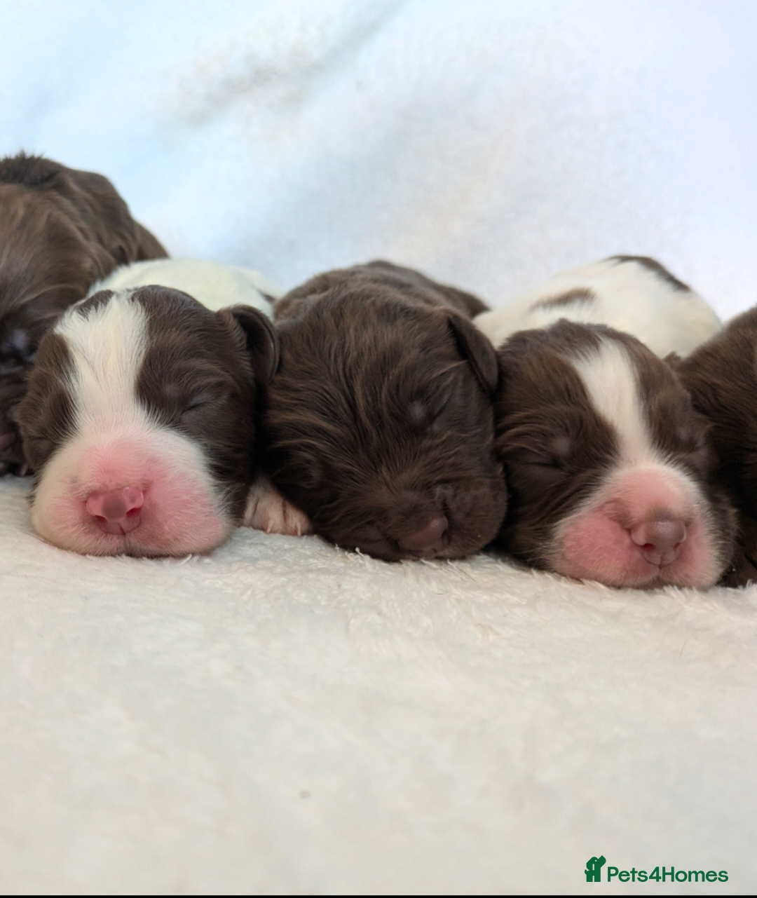 Sprocker dogs for sale: 🐶✨ F2 Sprocker Puppies – Growing Beautifully! ✨🐶 - Image 2